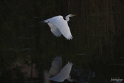 26th May 2020 - The Great Egret and it's reflection