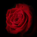 Rose by vera365
