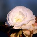White Flower by randy23