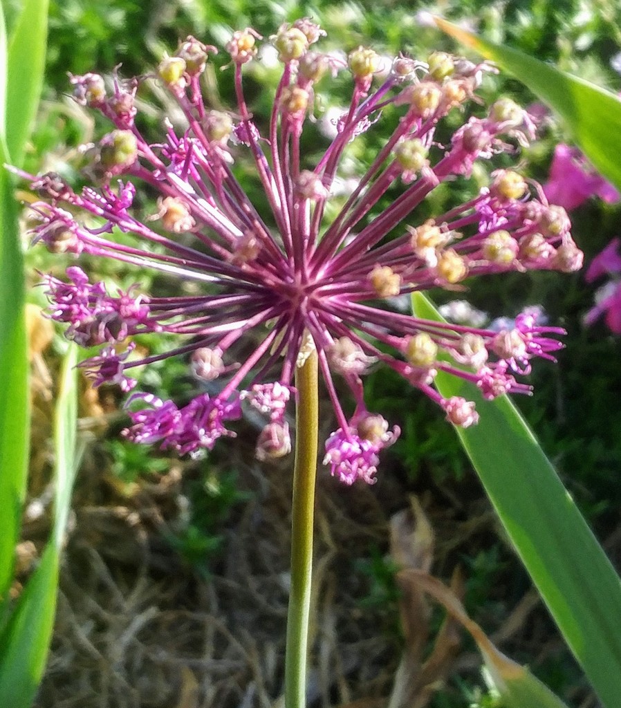 Allium by harbie