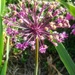 Allium by harbie