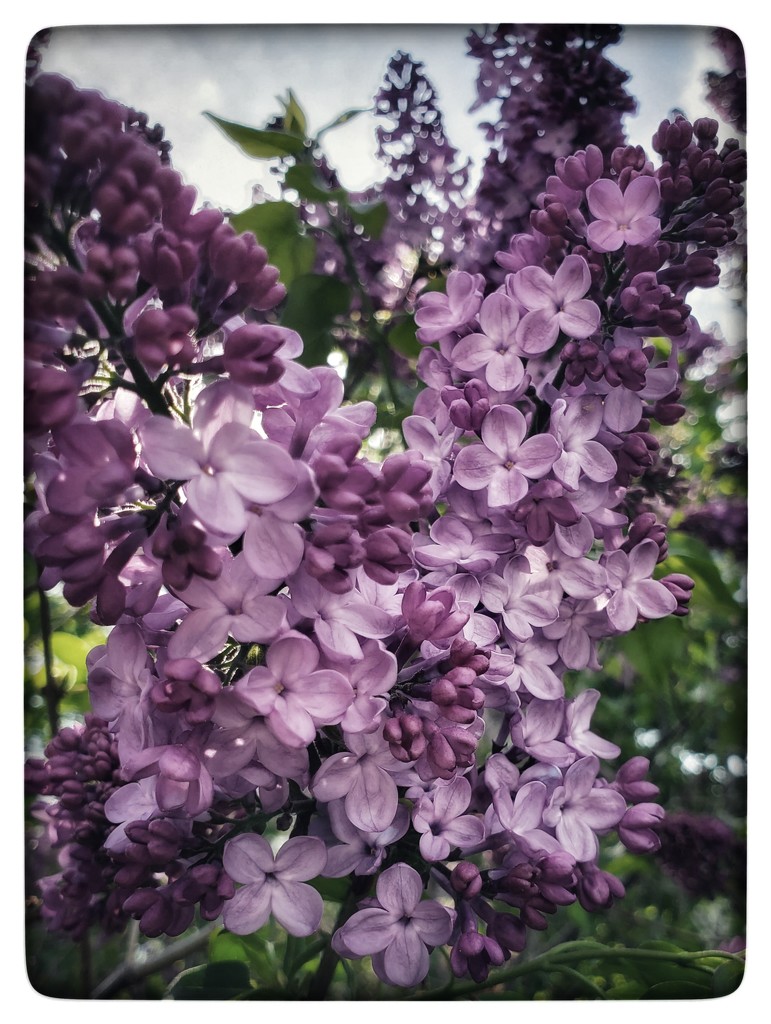 Lilacs by edorreandresen