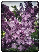 26th May 2020 - Lilacs