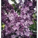 Lilacs by edorreandresen
