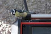 27th May 2020 - Blue Tit in the Greenhouse