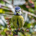 Blue tit on guard by pamknowler