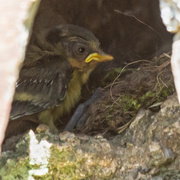 27th May 2020 - Baby in the nest