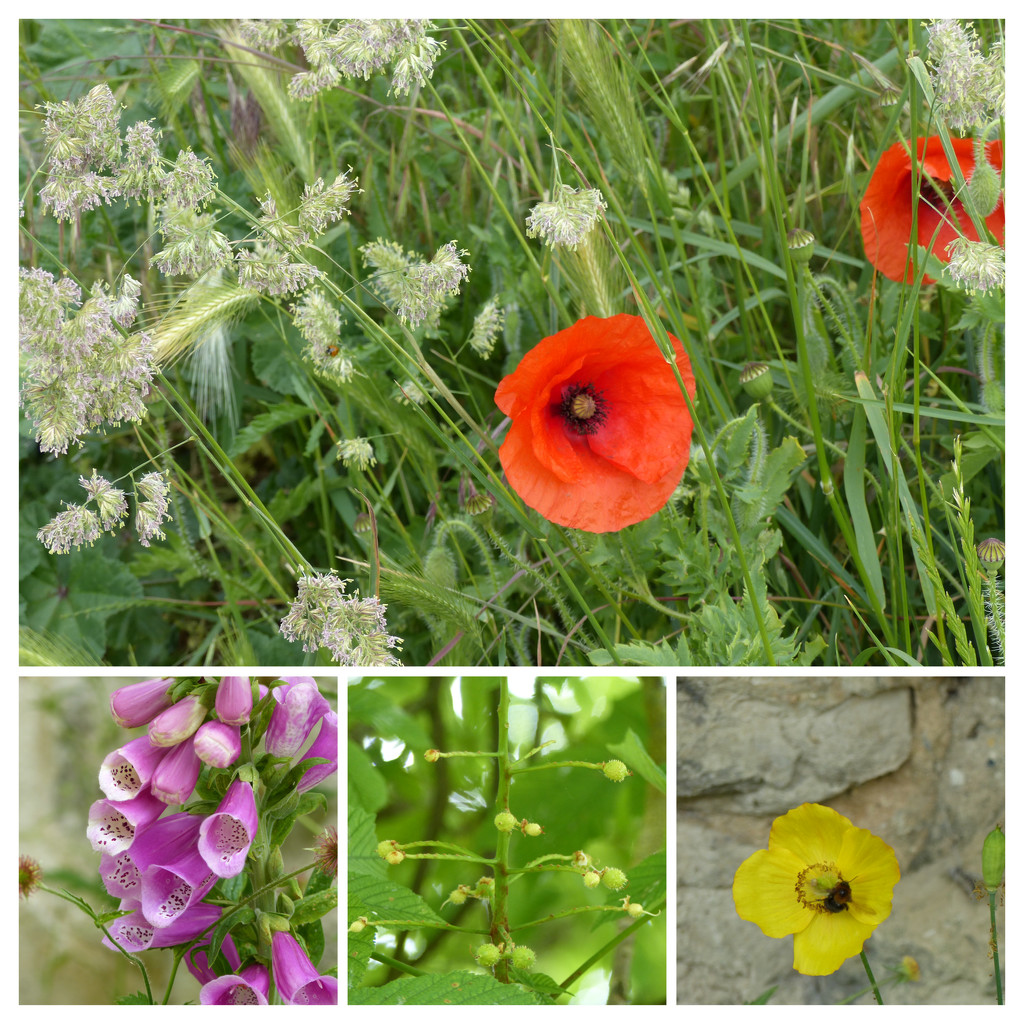 Poppies, Foxgloves, and Baby Conkers by foxes37