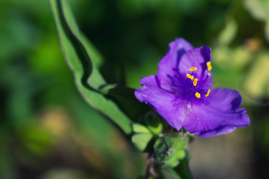 Unidentified Flowering Object by rumpelstiltskin