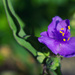 Unidentified Flowering Object by rumpelstiltskin
