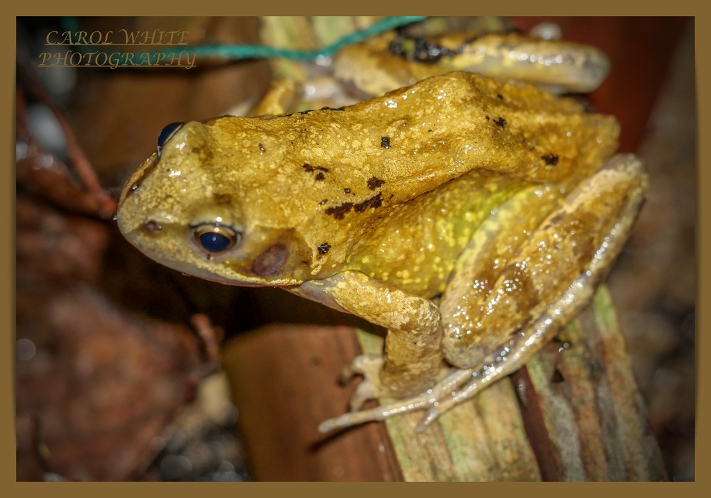 Common Frog by carolmw