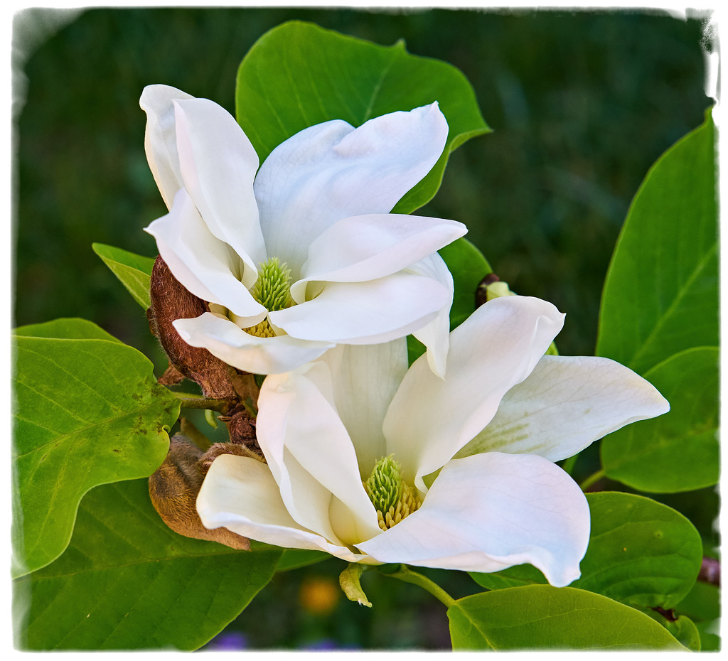 Magnolia Pair  by gardencat