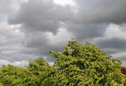 23rd May 2020 - Grey clouds, green leaves