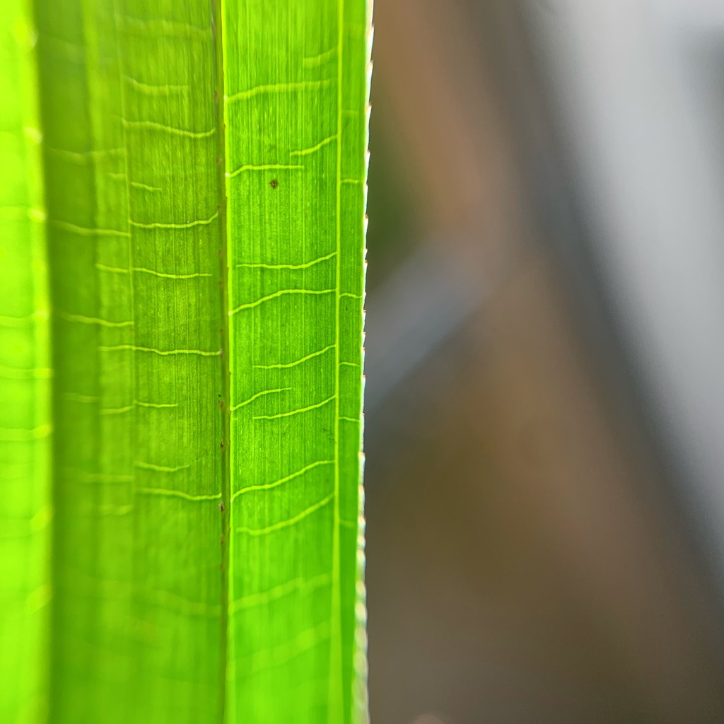 Half macro leaf / half nothing in focus.  by cocobella
