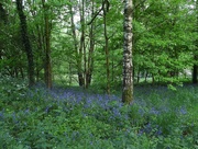 19th May 2020 - Bluebells and Spring Greens
