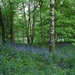 Bluebells and Spring Greens by roachling