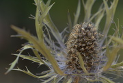 28th May 2020 - Its' name escapes me..........Spiky eryngium (often known as Sea Holly)?