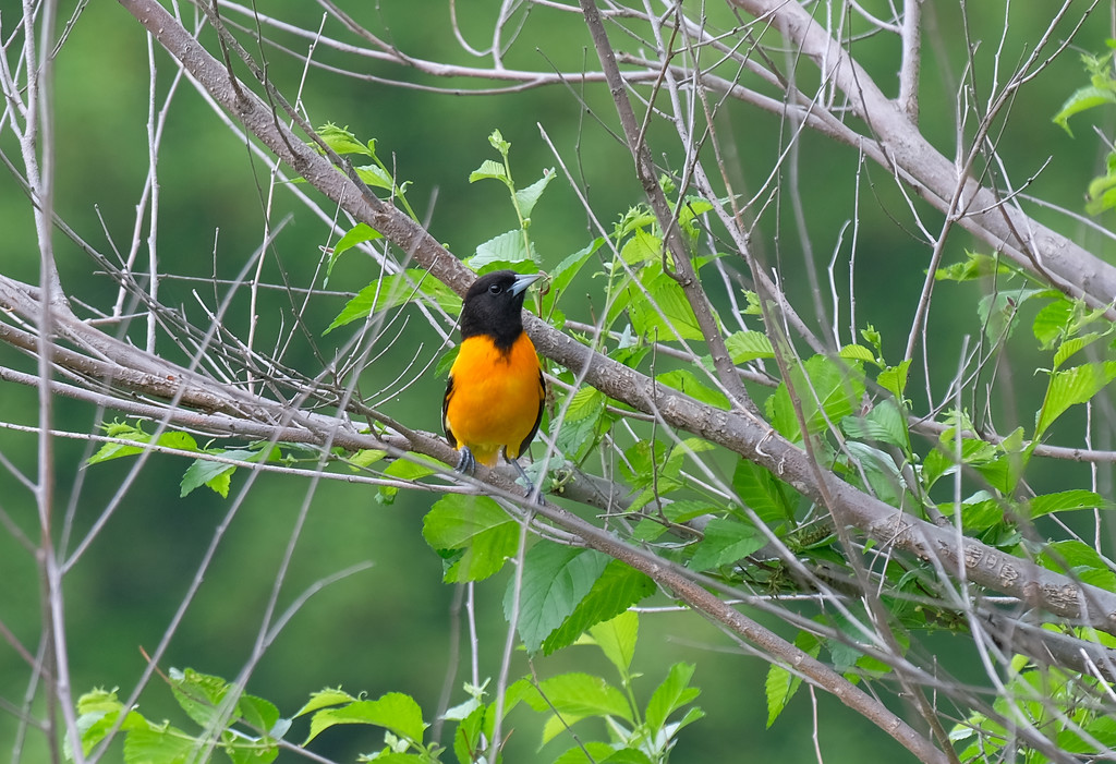 Baltimore Oriole by tosee