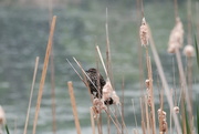 27th May 2020 - Female Red Wing Blackbird