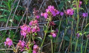 27th May 2020 - Red Campion