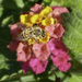Bee by joysfocus