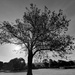 Monochrome tree  by isaacsnek