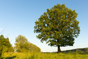 27th May 2020 - Tree in field