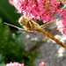 dragonfly by marijbar