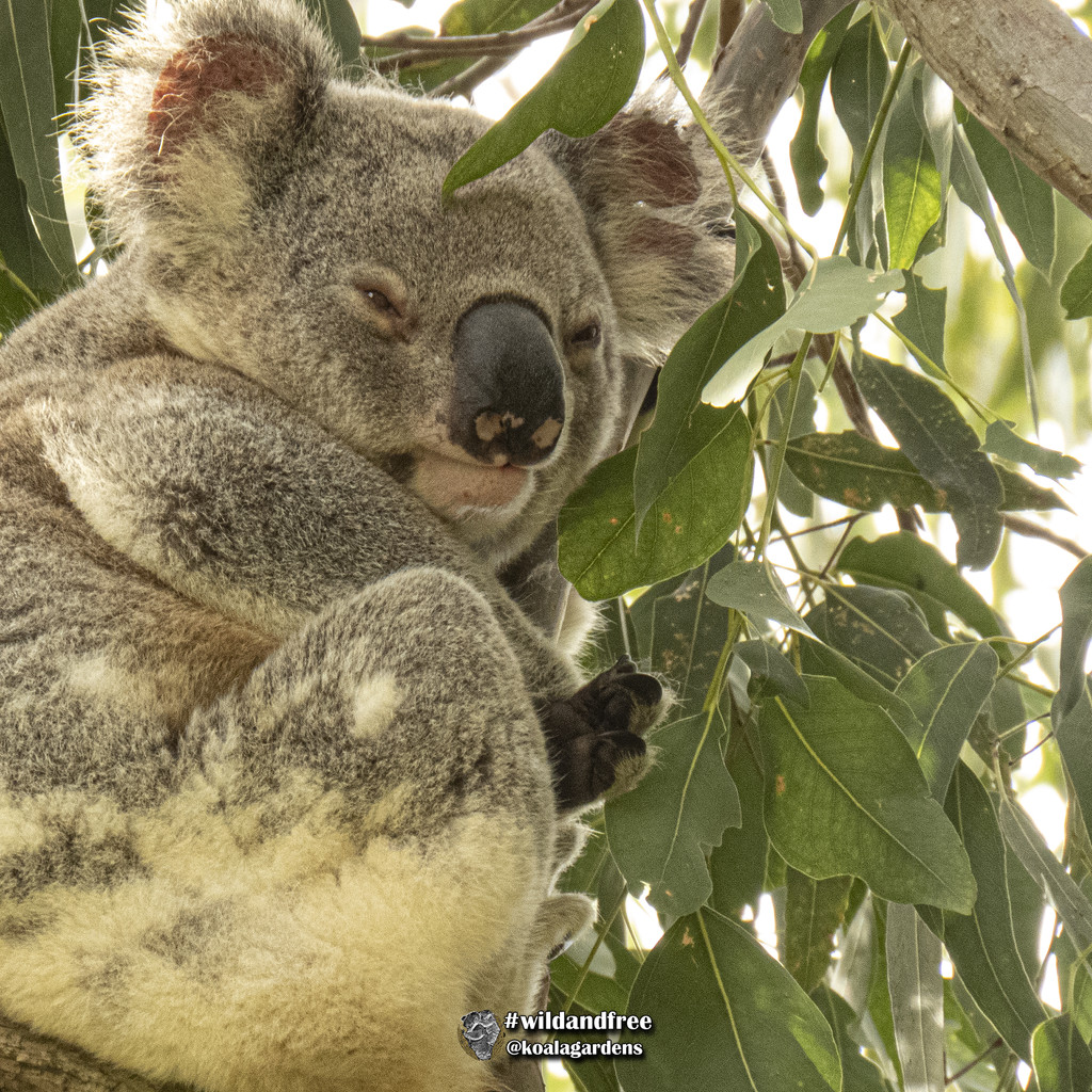 halfer day by koalagardens
