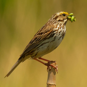 27th May 2020 - Savannah sparrow 