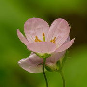 27th May 2020 - wild geranium