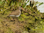 27th May 2020 - spotted sandpiper