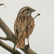 27th May 2020 - song sparrow 
