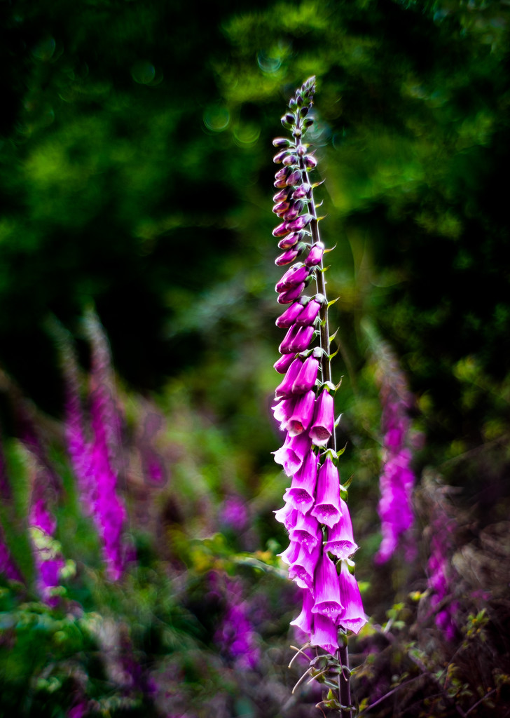 Foxgloves by vignouse