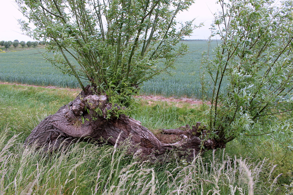 A tree Halve and Halve grows  by pyrrhula