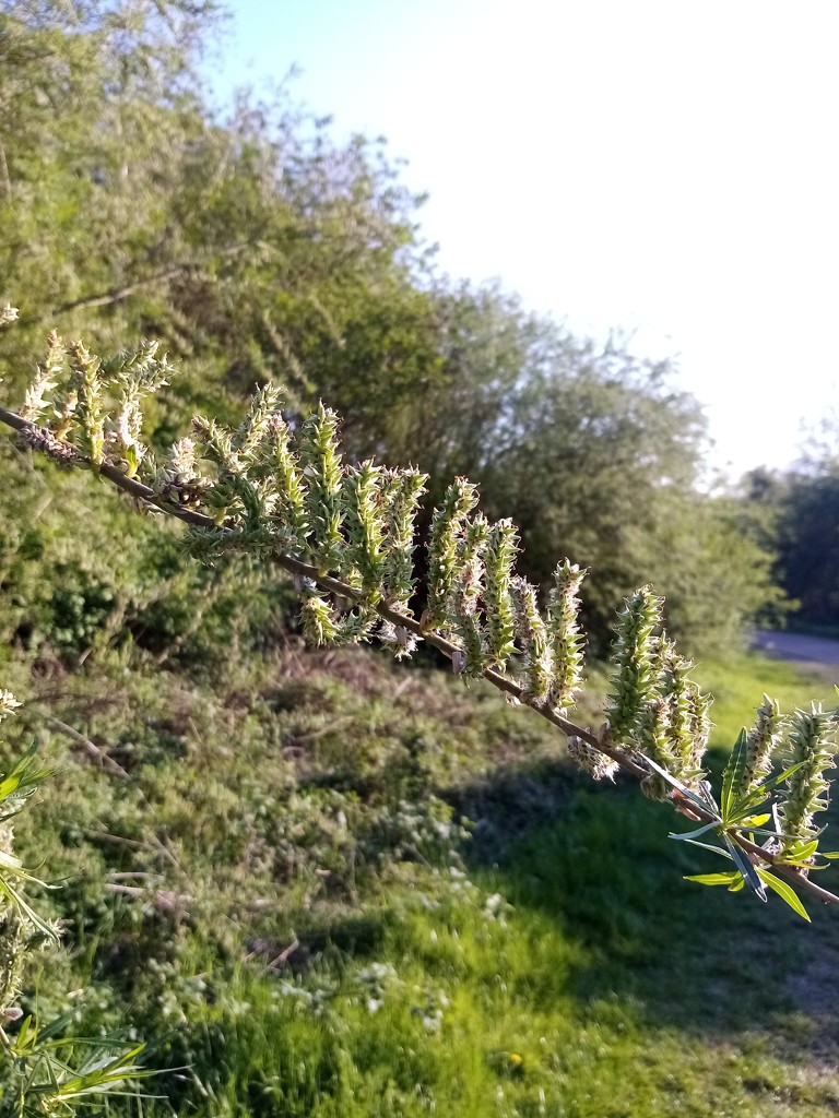 Caterpillar tree by filsie65