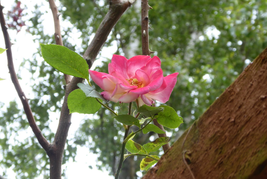 Vivid pink rose bloom by speedwell
