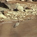 Blue heron fishing by radiogirl