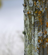 25th May 2020 - Fencepost Textures
