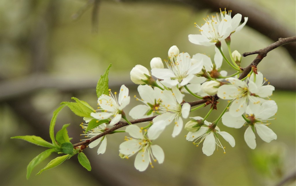 Plum tree blooms by radiogirl