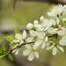 Plum tree blooms by radiogirl