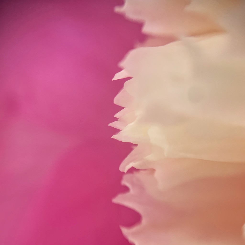 Half pink / half petal.  by cocobella
