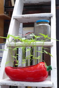 12th May 2020 - Chilli peppers growing well