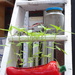 Chilli peppers growing well by speedwell