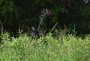 23rd May 2020 - Grackle in the Grass