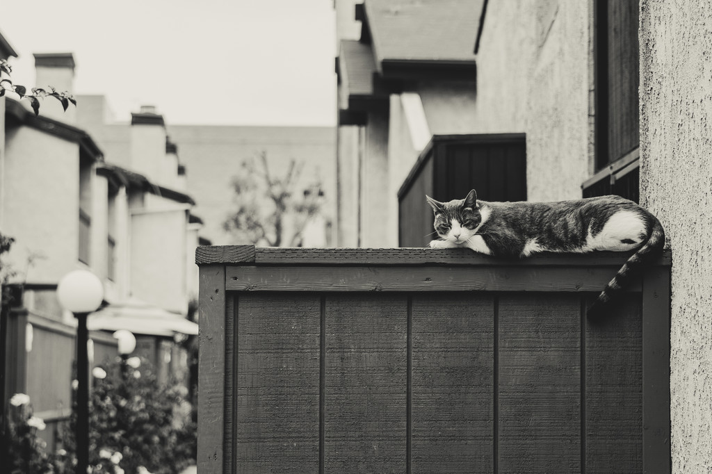 (Day 101) - Always Watching by cjphoto