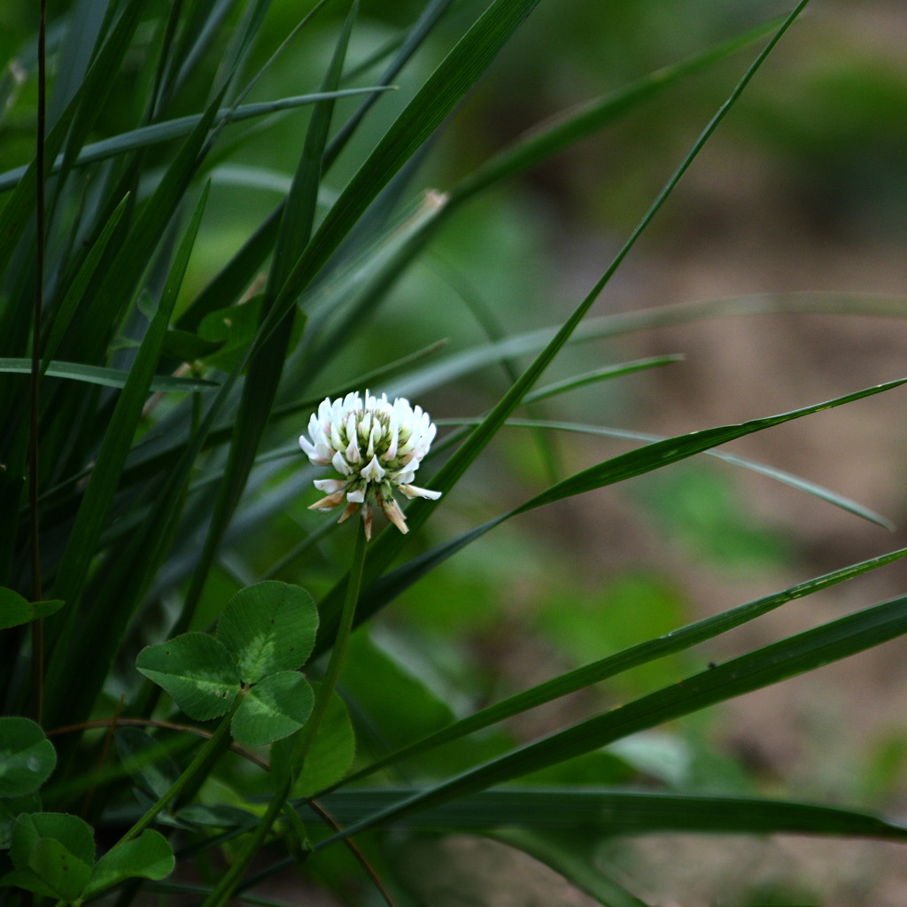 White clover by francoise