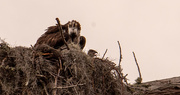 27th May 2020 - Osprey Mom and One Little Head!