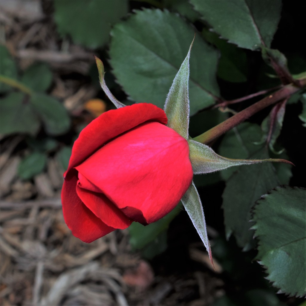 Rose bud by sandlily