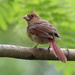 A Baby Cardinal by cjwhite